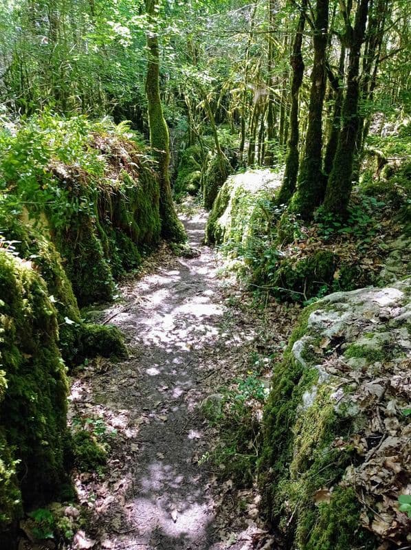 Sortie Forêt de Nébias