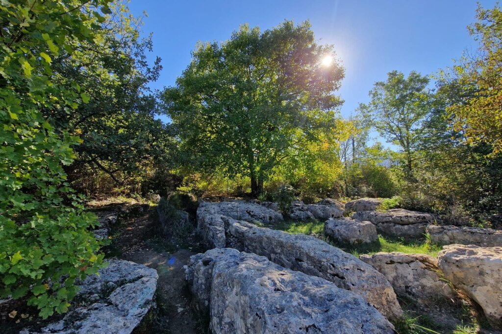 Sortie Soin Forêt de Nébias