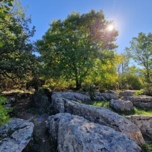 Sortie Soin Forêt de Nébias